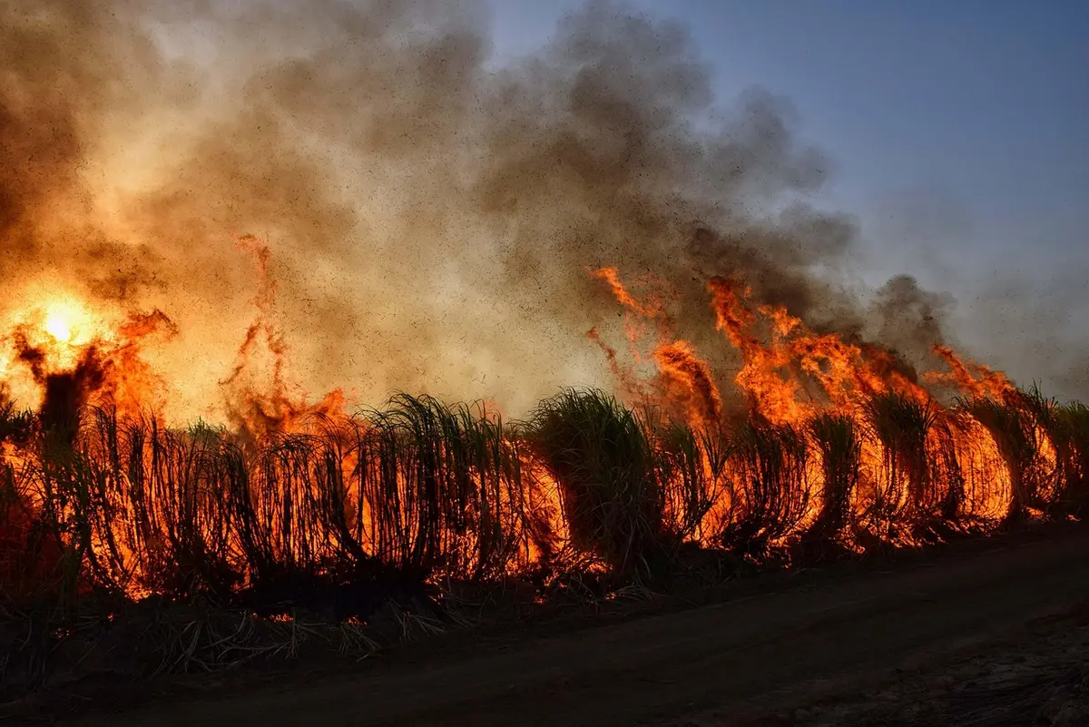 Sapeurs-pompiers luttant contre un feu de forêt près d'une lisière